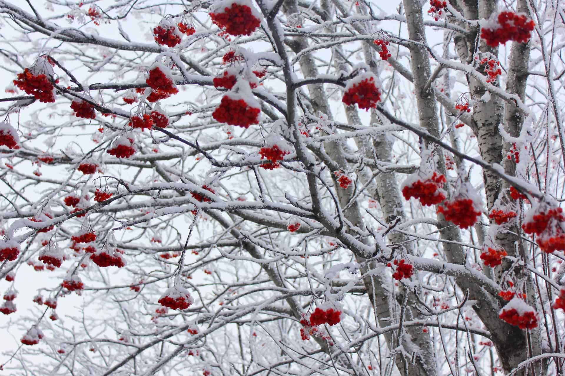 Зимняя рябина дерево